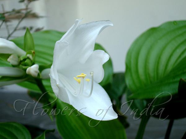 Fragrant Plantain Lily